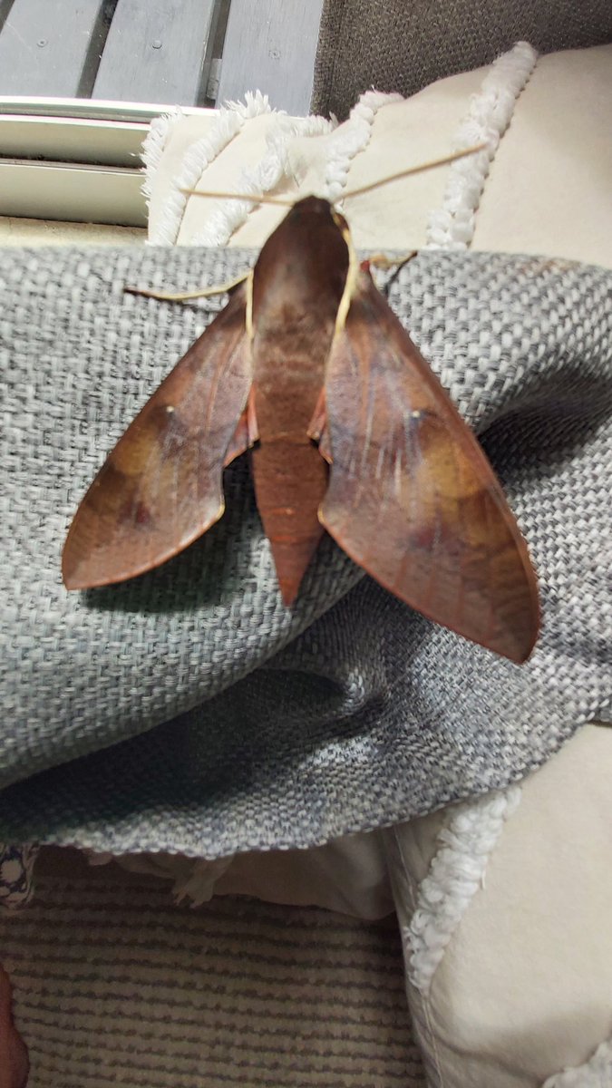 Have this visitor today ,I believe it to be a Bogong Moth.? Their populations are dwindling.?