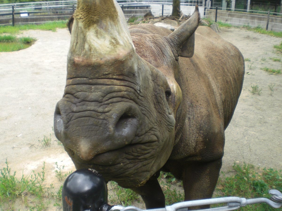 盛岡市動物公園 ZOOMO tweet media