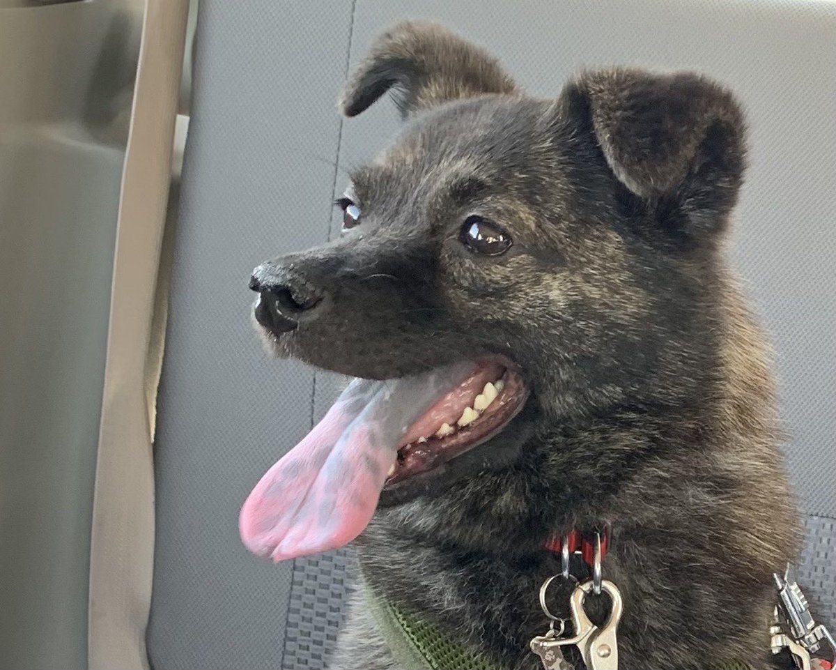 jj88shin's tweet photo. @hapiwanjp #迷子犬 「はな」探しています 黒っぽい雑種 ♀7kg ピンクの首輪 マイクロチップ有 リードなし 必ず見つける元気でいてね 些細な情報でもご連絡下さい2025/10/2 #戸頭神社 9/10 #茨城県 #取手市 桜が丘より  #守谷市 #利根川河川敷  #千葉県 #我孫子市 #柏市 📞 090-4846-9697 X: @jj88shin https://t.co/SFlFs9ycwB