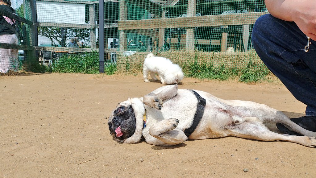 パグ獣🐶作った人→あきぱぐ🐶 tweet media