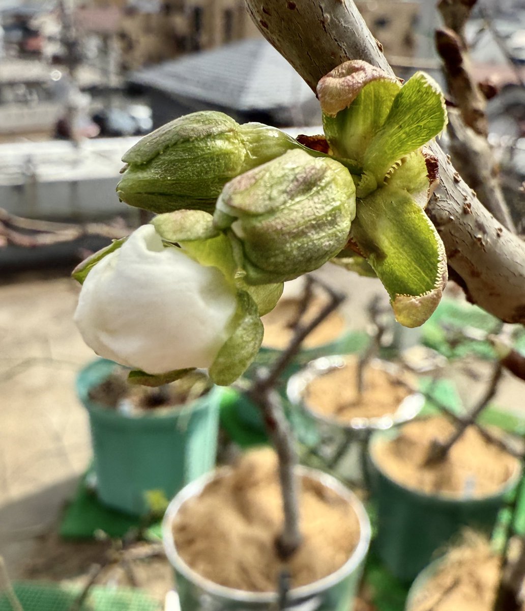 果樹栽培が大好き tweet media