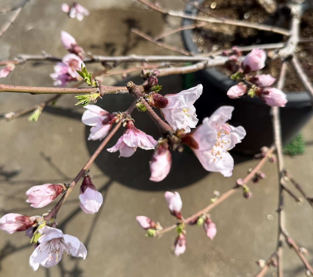 果樹栽培が大好き tweet media