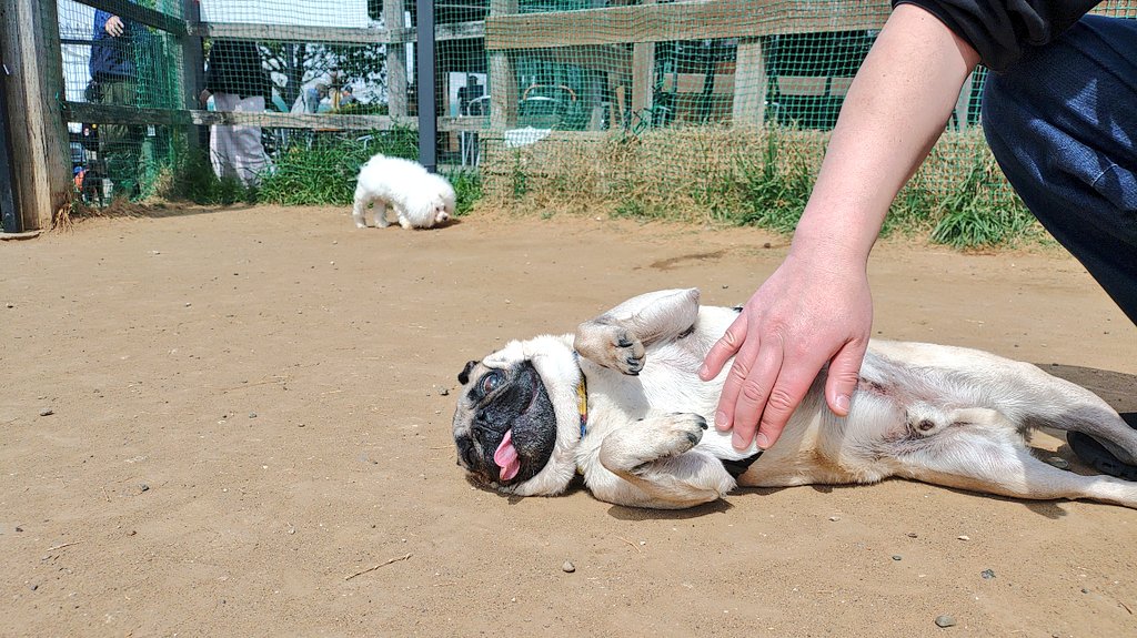 パグ獣🐶作った人→あきぱぐ🐶 tweet media