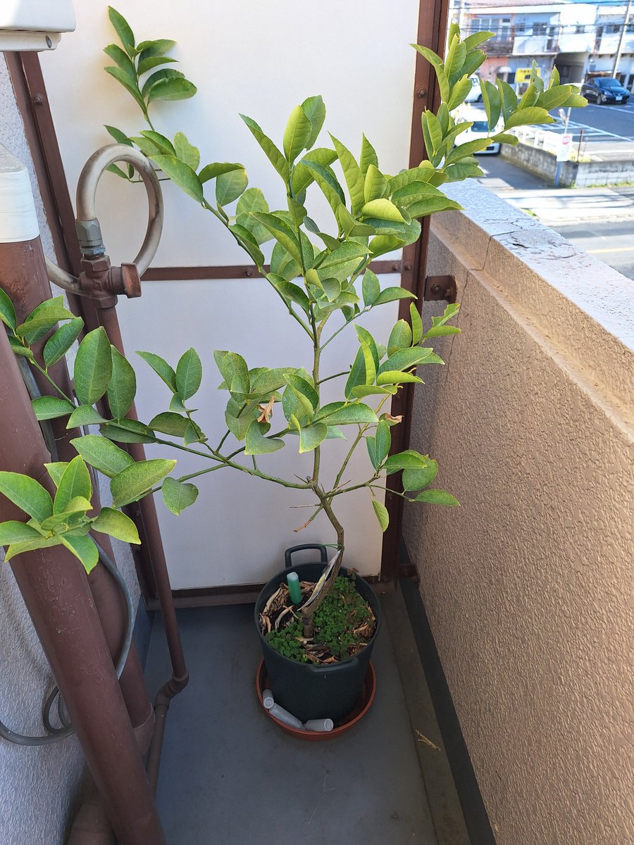 SAN@ノウハウコレクター tweet media