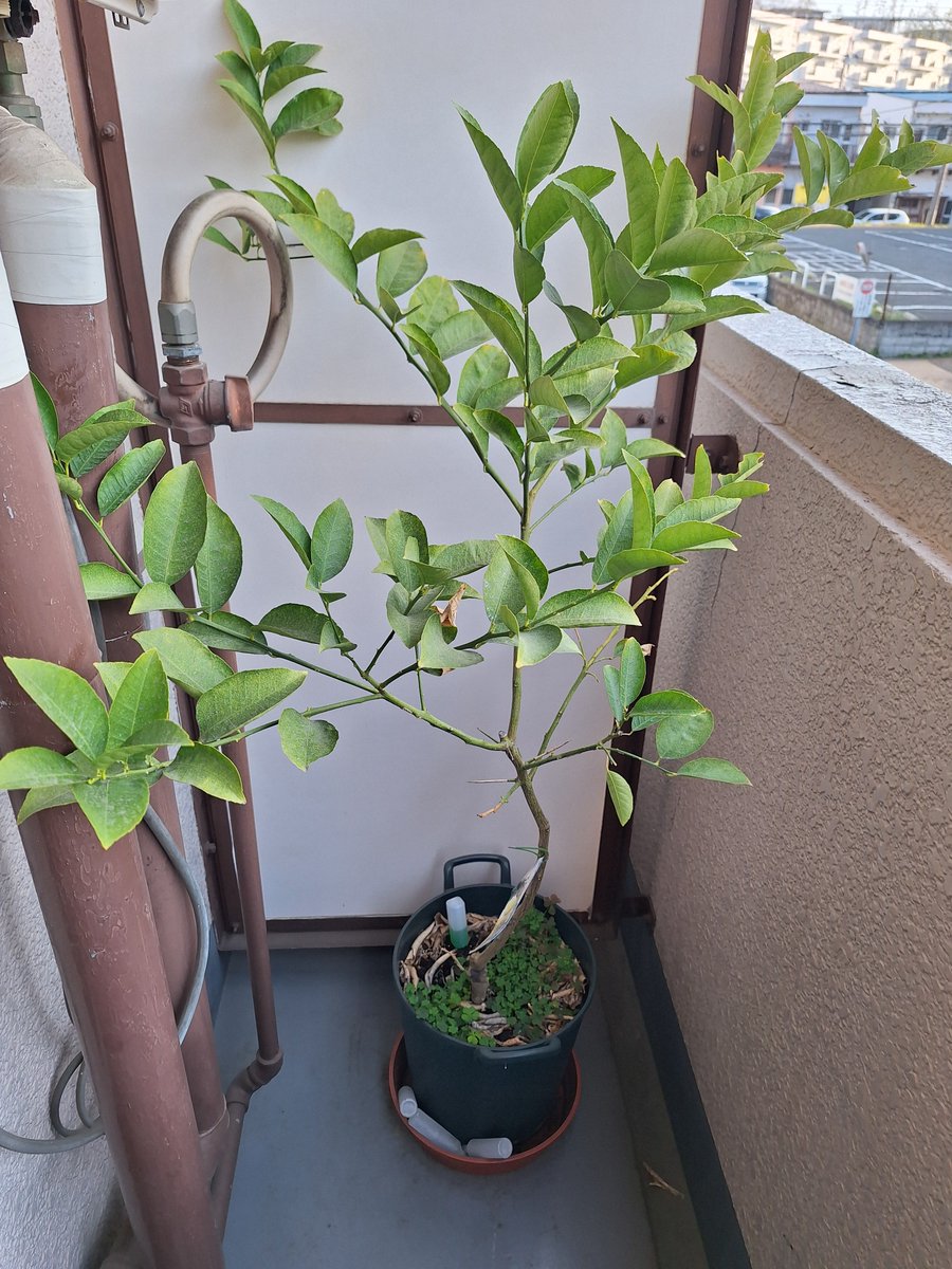 SAN@ノウハウコレクター tweet media