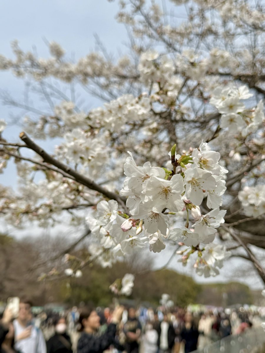 くろもん@上野御徒町 tweet media
