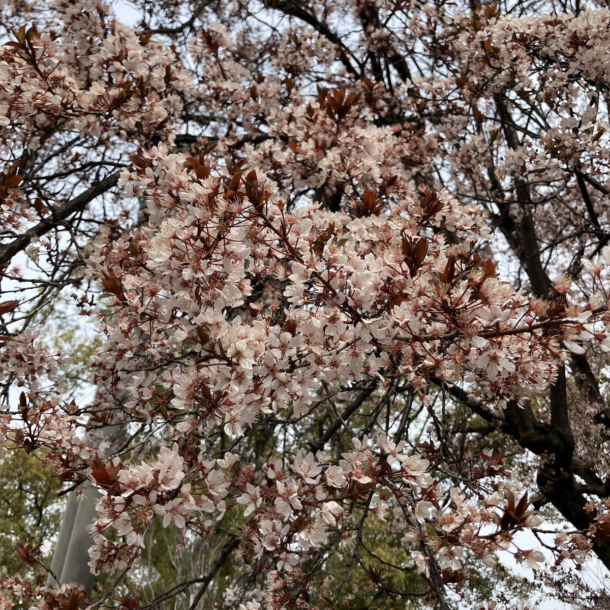 らいむ tweet media