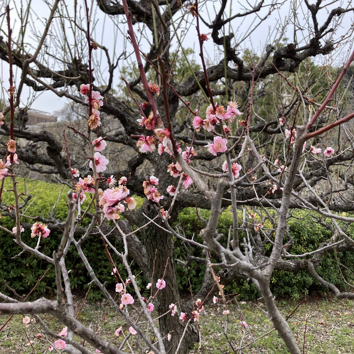 らいむ tweet media