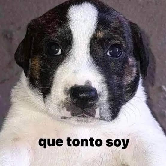 Ech 🇲🇽 tweet media