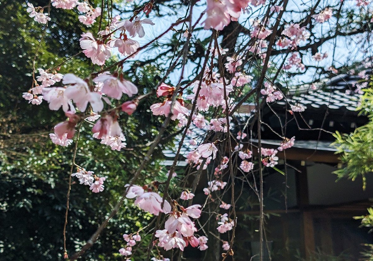 印刷したり、近所の神社で動物に癒されたり。