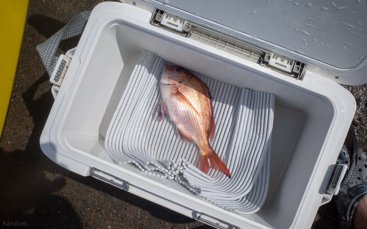 カルクウ tweet media