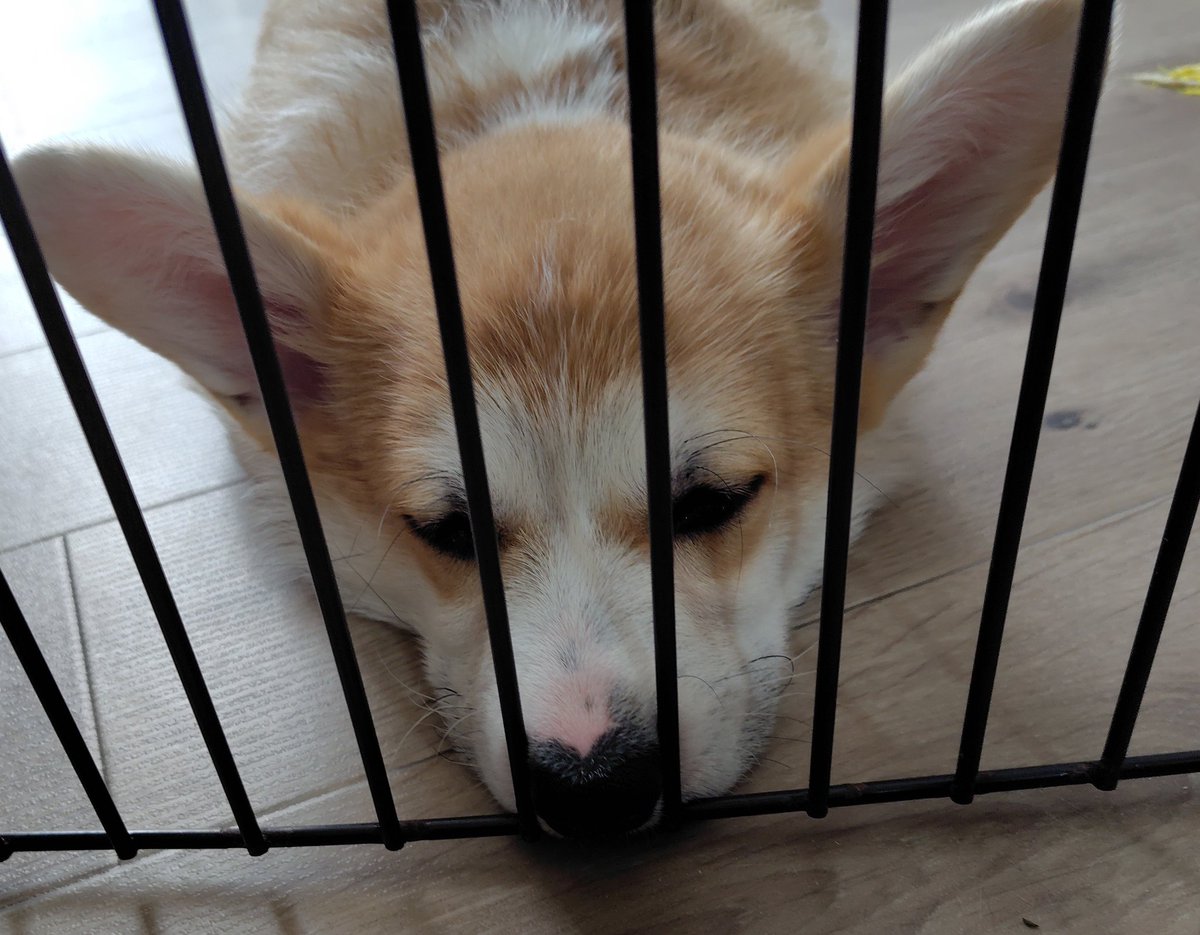 くろかぜ✈ tweet media