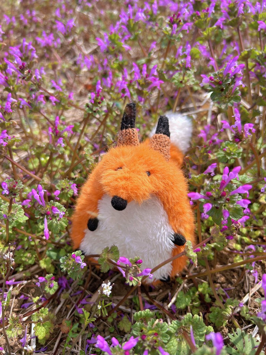 めんつゆ🦊。 tweet media