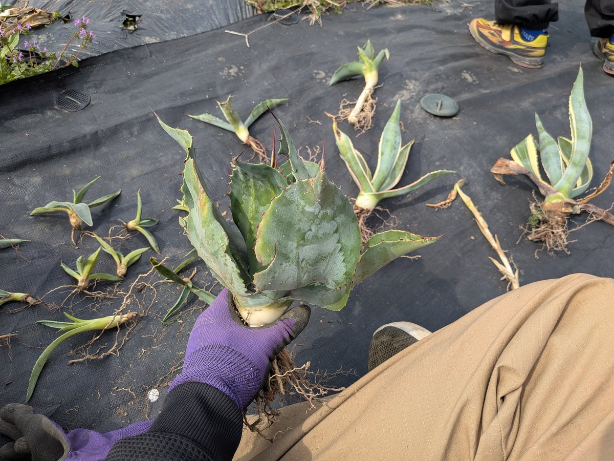 レイさん tweet media