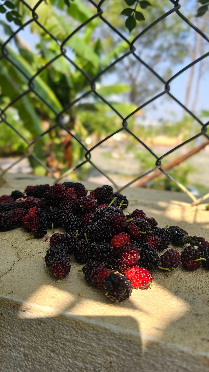 Dr. Aarathi Bellary tweet media