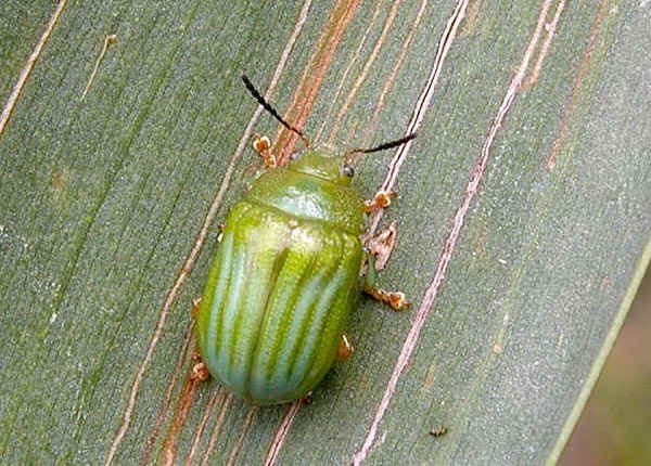 617 (John Mili) tweet media