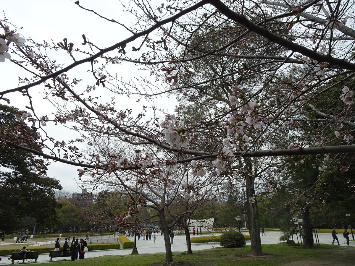 あと何度桜を見れるんだろうなぁ…。