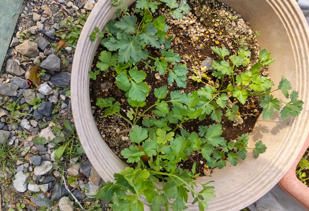 しーちゃん tweet media