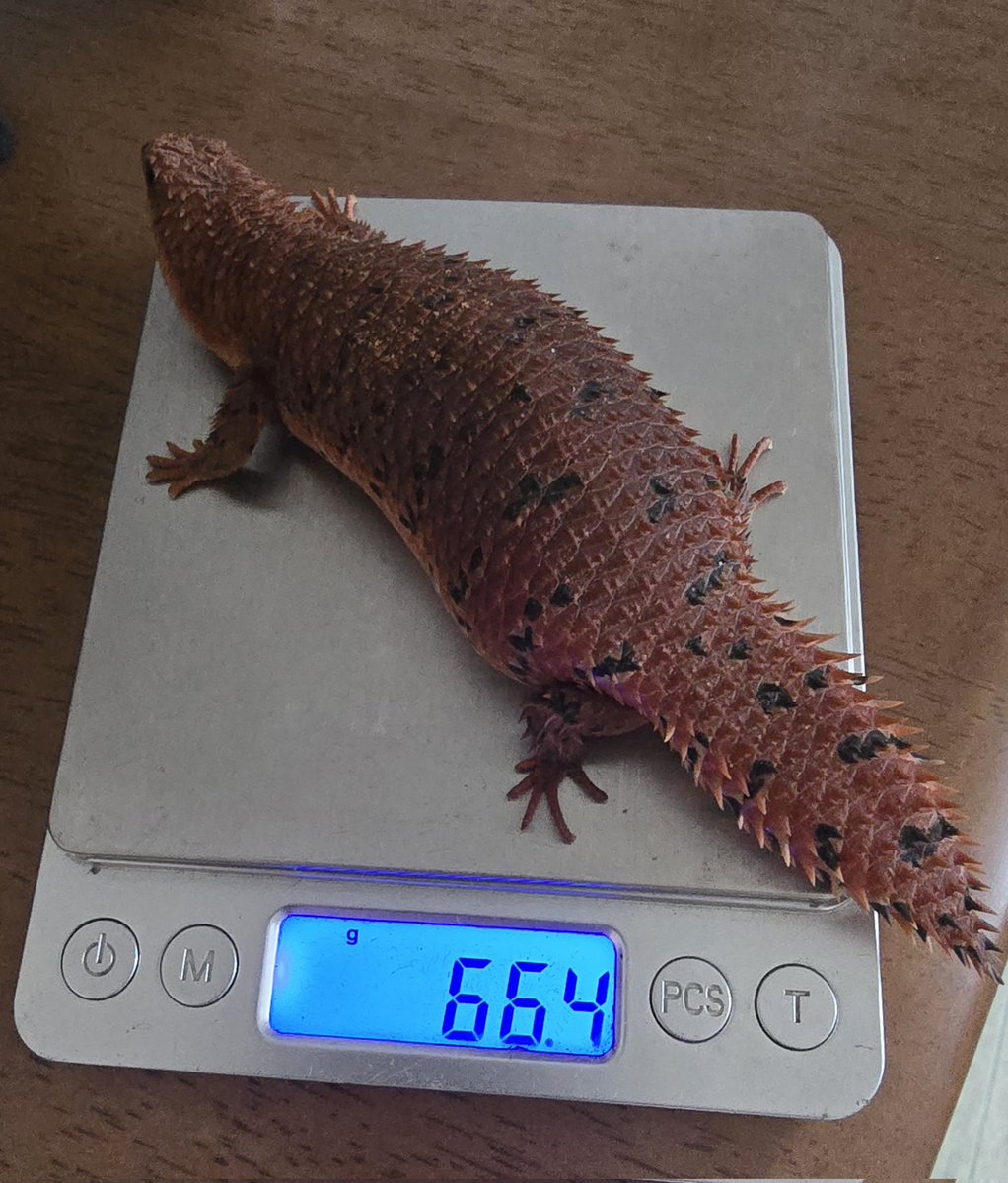 あるお tweet media