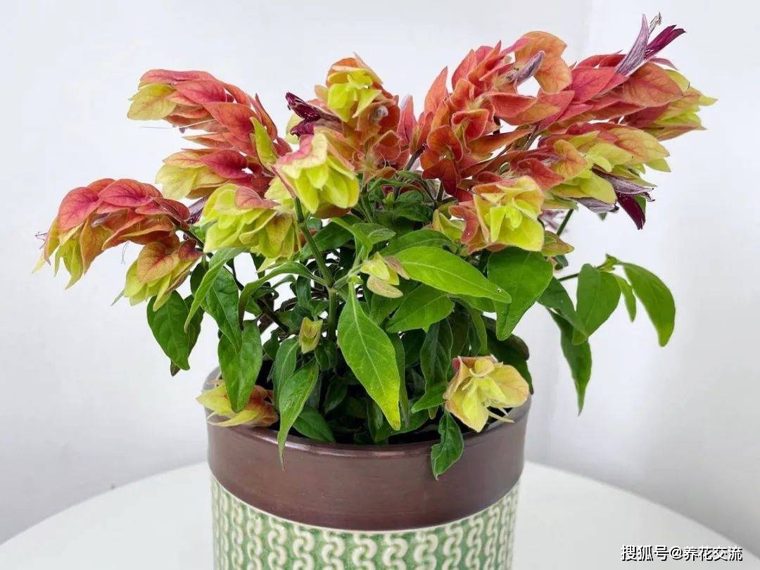 Jonas Lie Jespersen tweet media