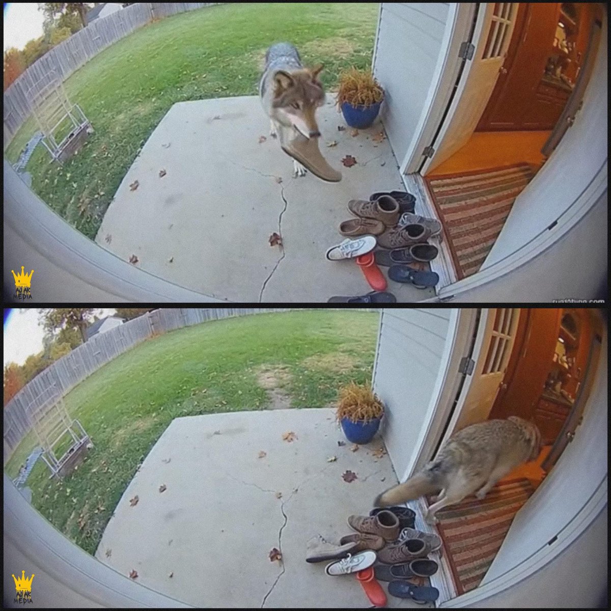 Mr PitBull tweet media