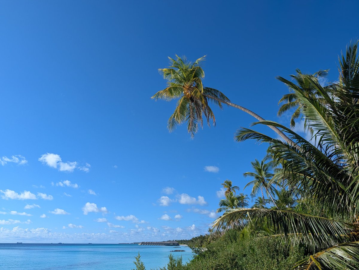 binlingual tweet media