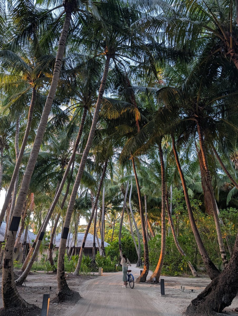 binlingual tweet media