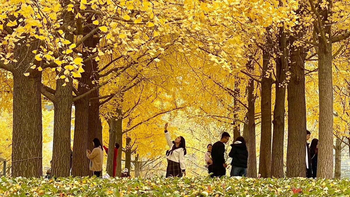 lilibec carolina tweet media