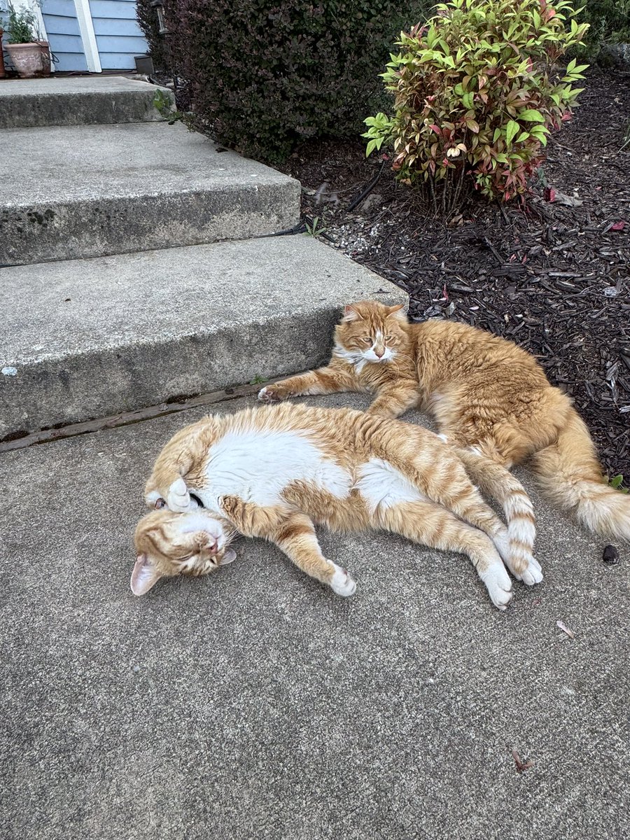 Cool Mitama holding Crisps Rat 福爱雪 I HATE TALL PPL tweet media