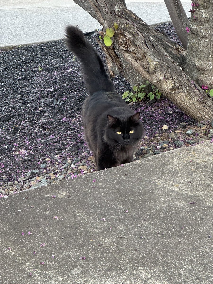 Cool Mitama holding Crisps Rat 福爱雪 I HATE TALL PPL tweet media