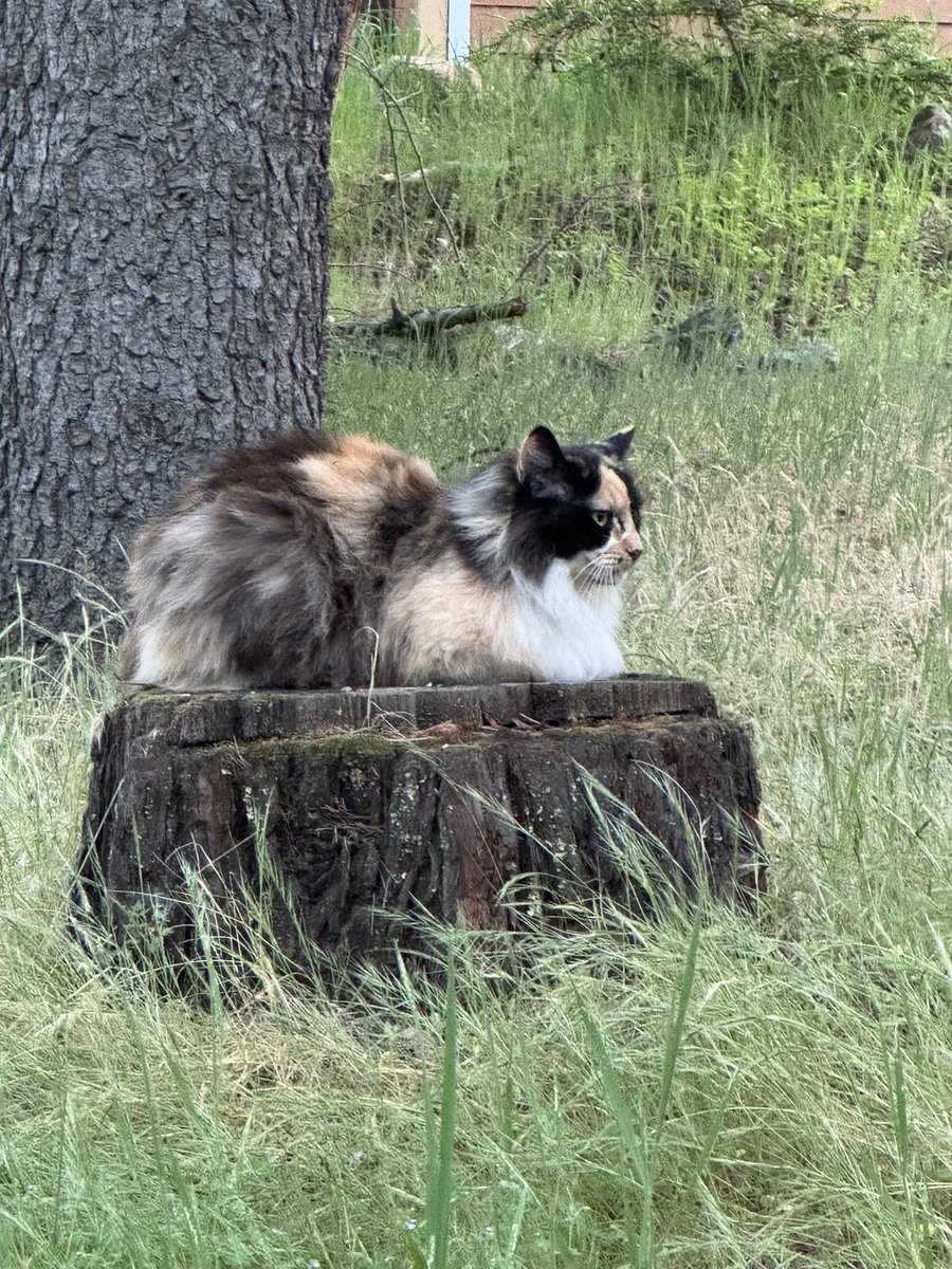 Cool Mitama holding Crisps Rat 福爱雪 I HATE TALL PPL tweet media
