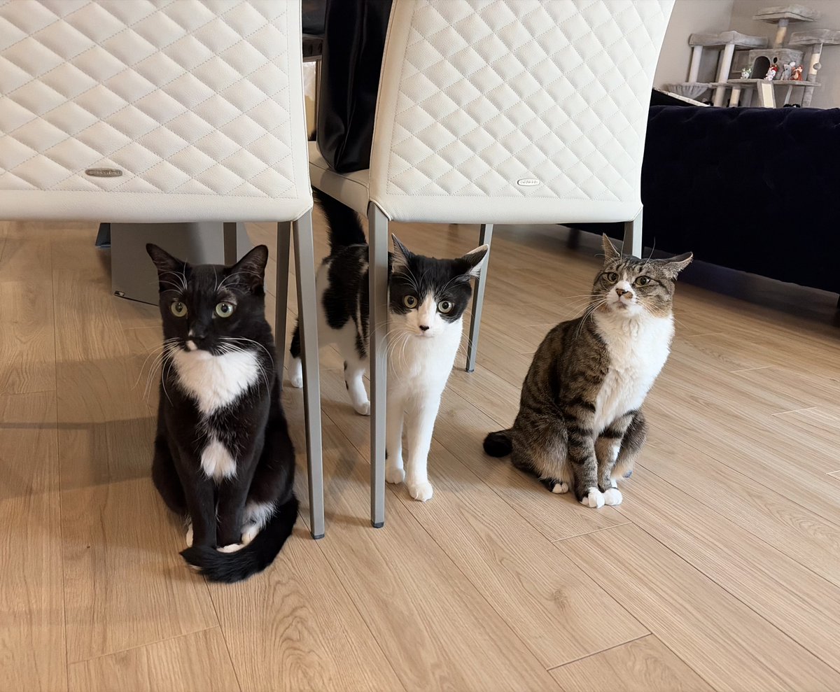 藤 あや子🐾 tweet media