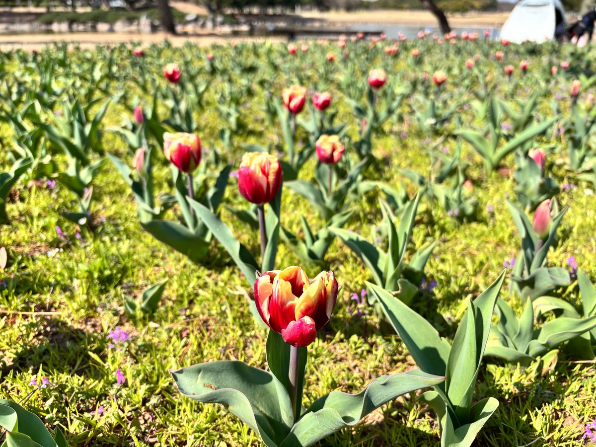 海の中道海浜公園 tweet media