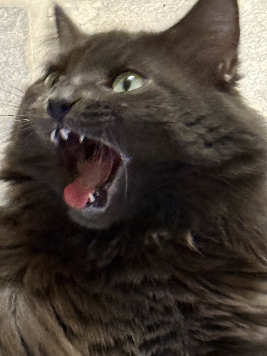 #PhillyAntifaCats - SnuggleType tweet media