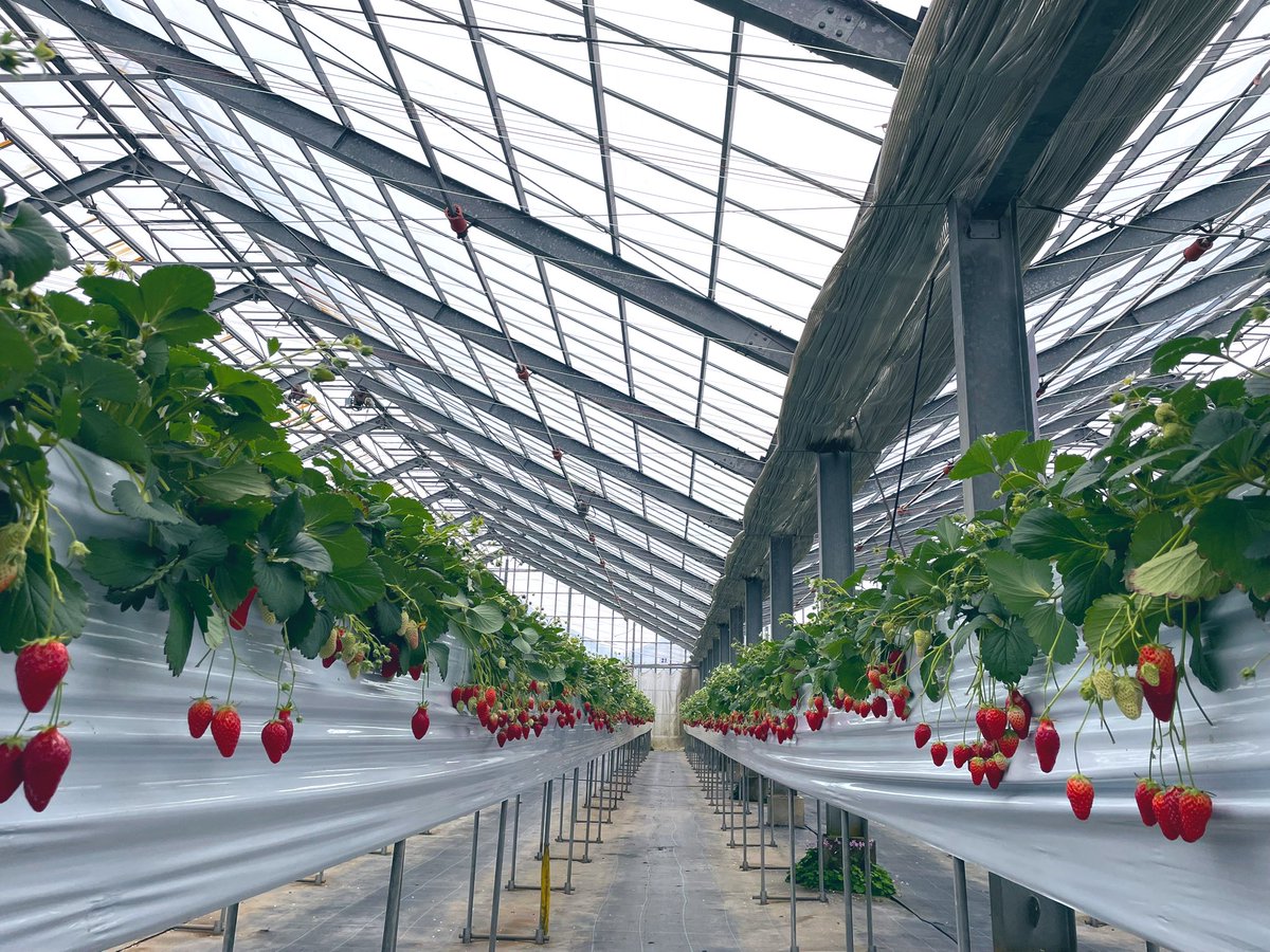 サバイさん tweet media