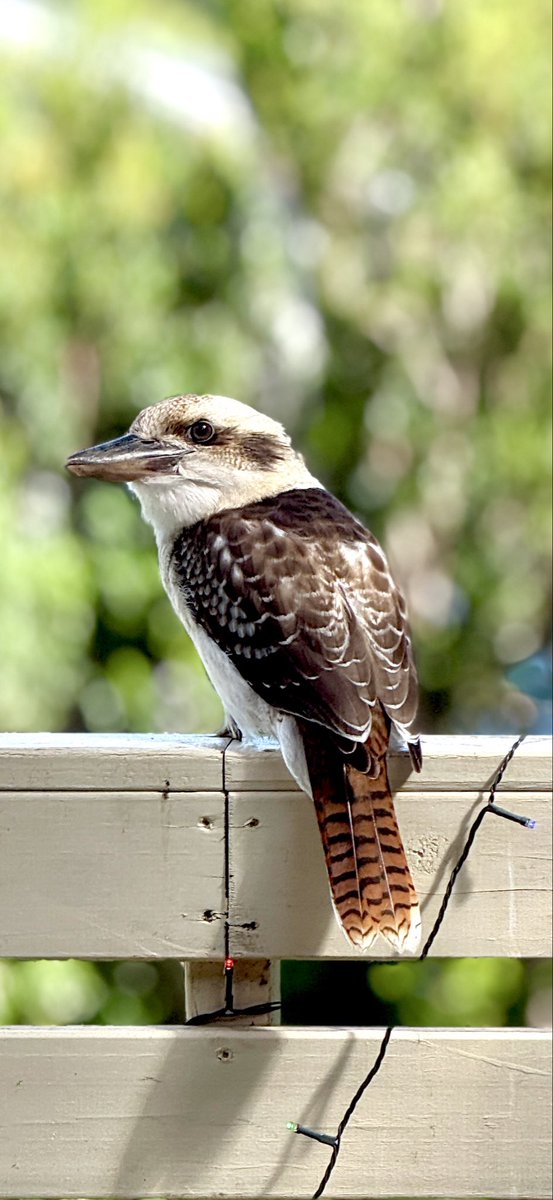 AamirKhan78's tweet image. A kookaburra decided to pay us a visit. Love Australia’s wildlife. 

#kookaburra #sydney #australia #birds