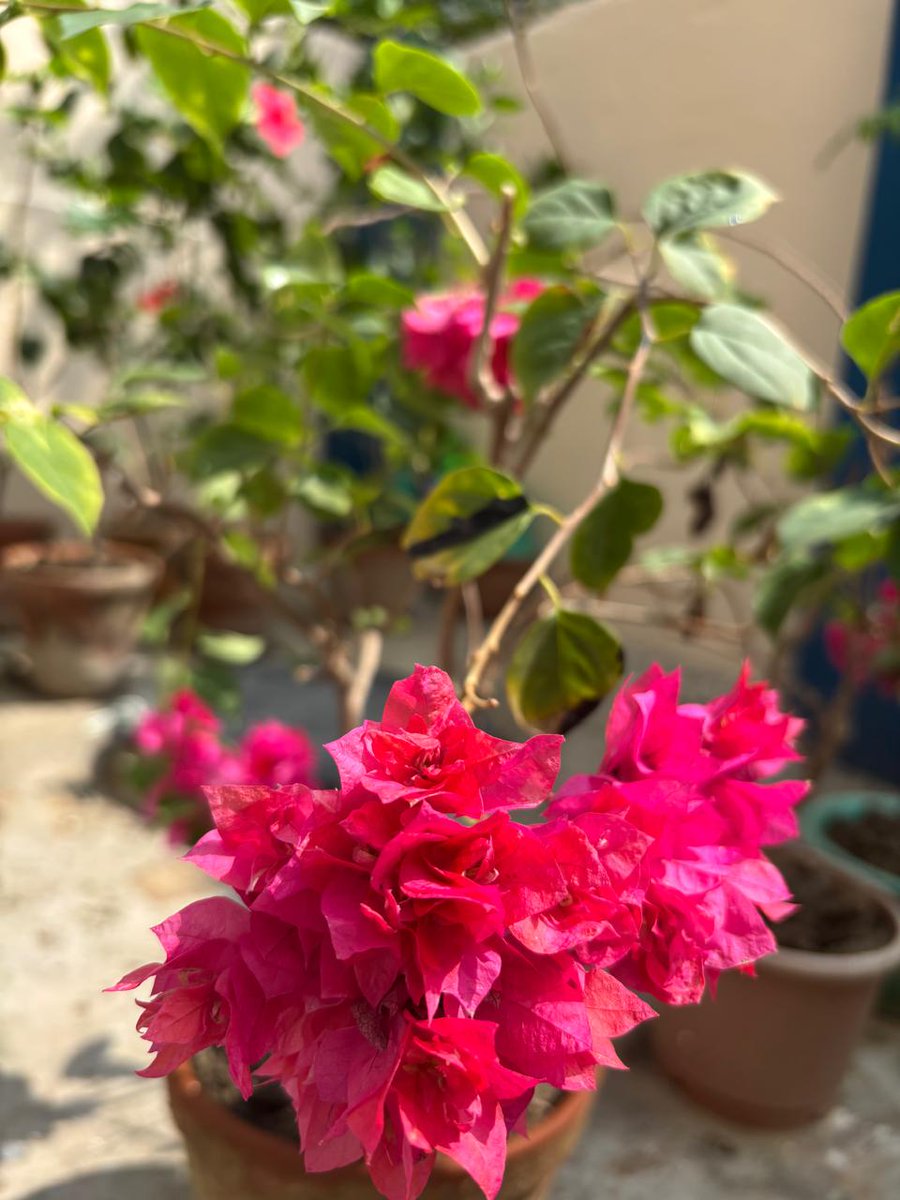 মানসপ্রতিম ✍🏽 𝓜𝓪𝓷𝓸𝓼𝓱𝓹𝓻𝓸𝓽𝓲𝓶 tweet media