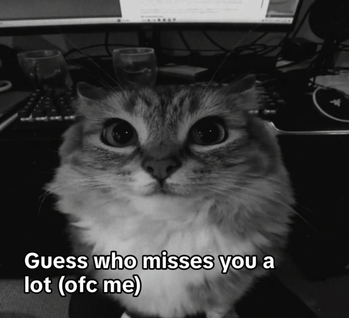 raccoon aesthetic. tweet media