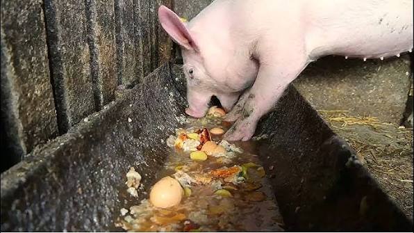 Voomy 🍉 tweet media