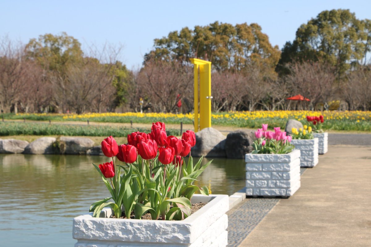 海の中道海浜公園 tweet media