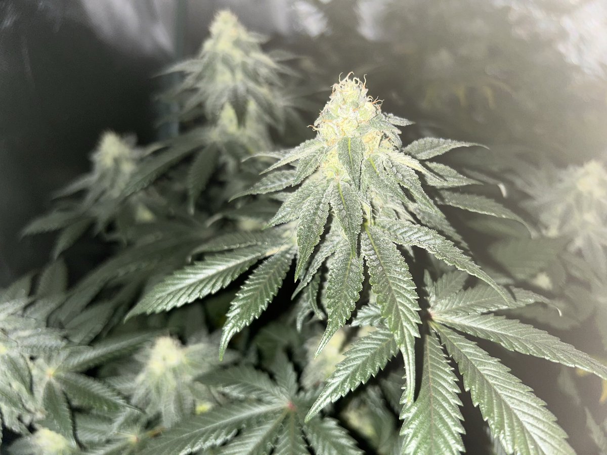 Cabin Early tweet media