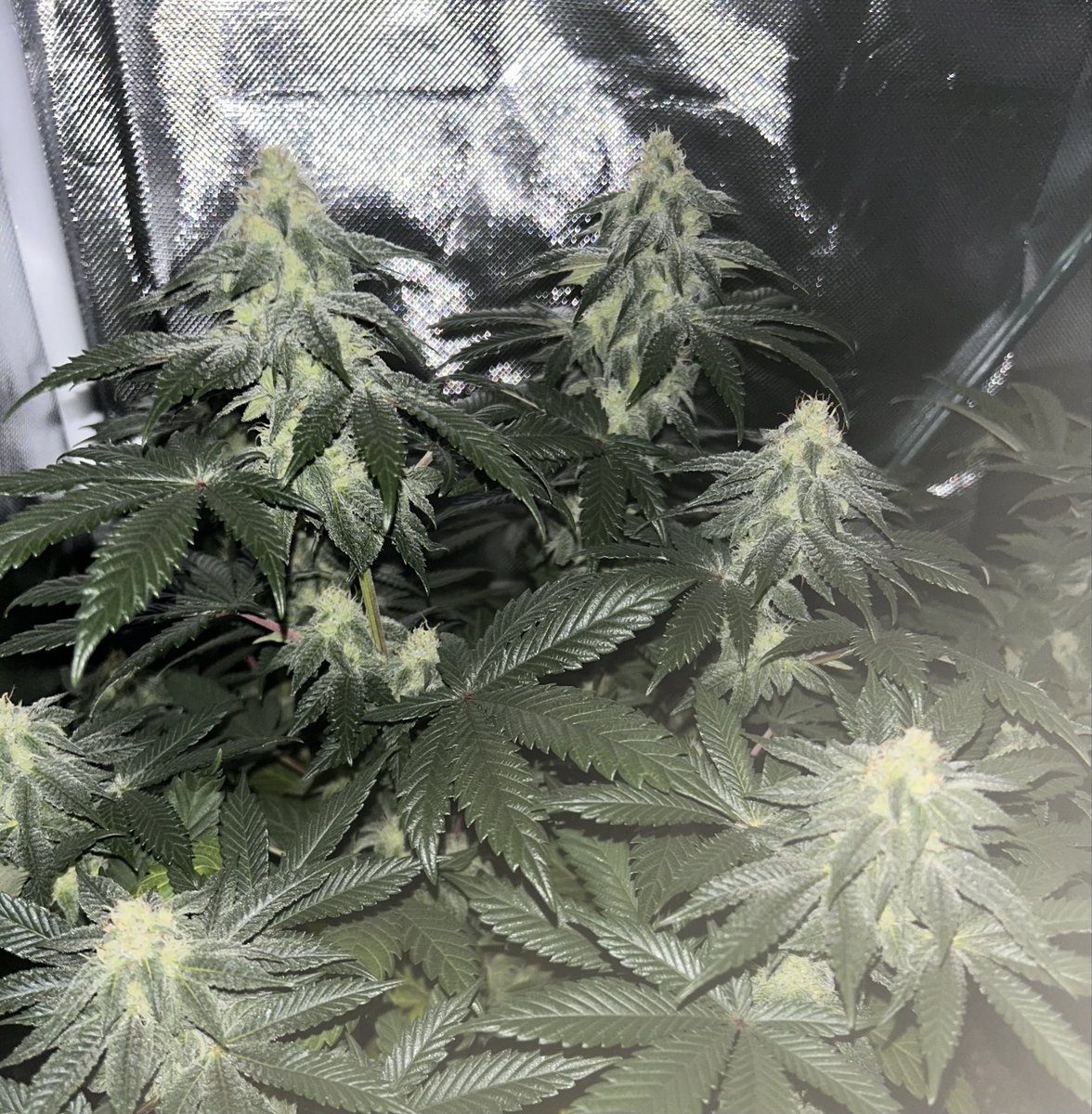 Cabin Early tweet media