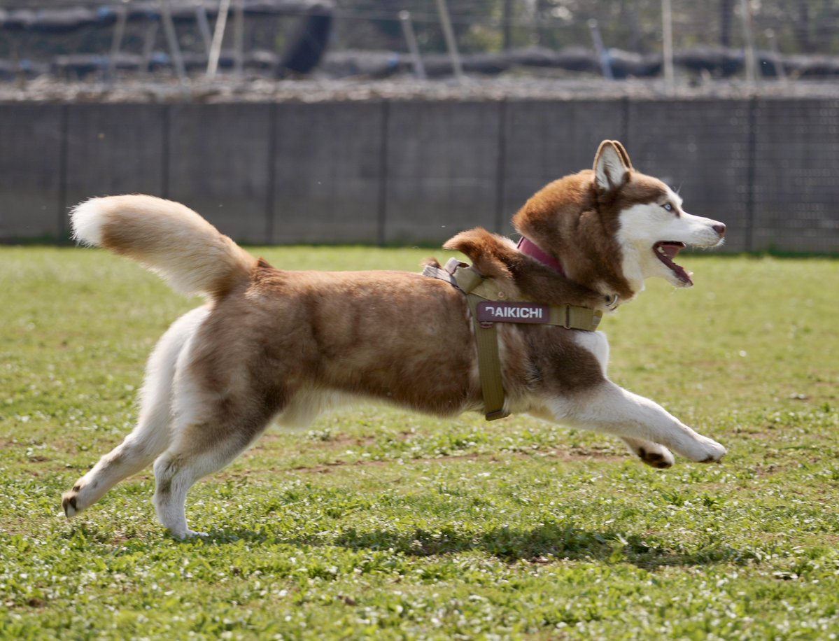 シベリアンハスキー大吉♂ tweet media