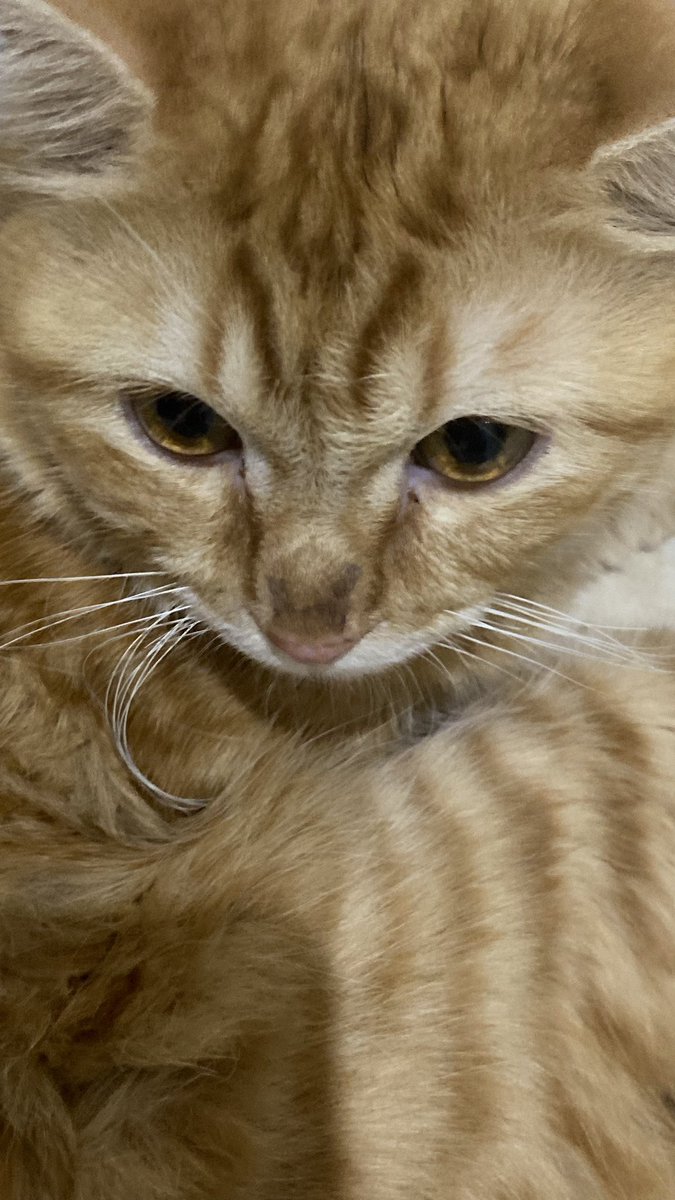 Kito-beli (kalo kata Yudis)🍓 tweet media