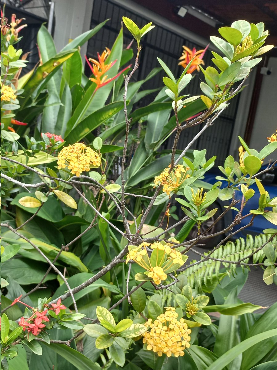 RosanaRoth's tweet photo. Yellow ixoria and heliconia. https://t.co/yXBM8HE4En