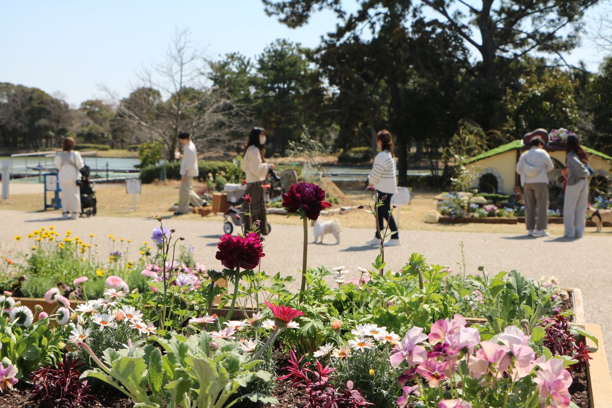 海の中道海浜公園 tweet media