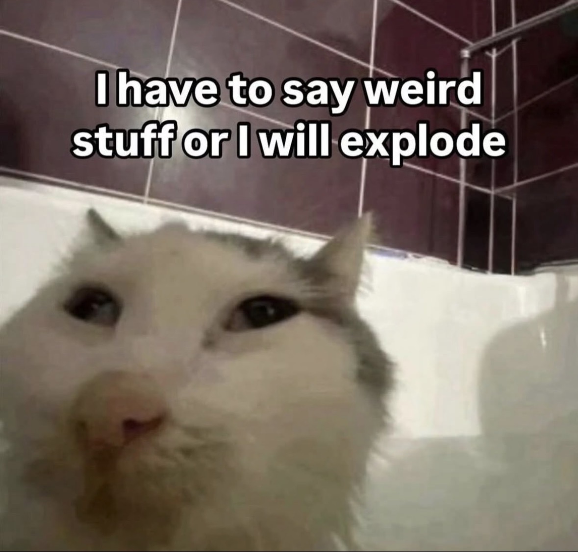 raccoon aesthetic. tweet media