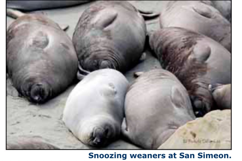 alyssa 🦭 tweet media