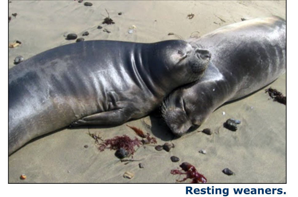 alyssa 🦭 tweet media