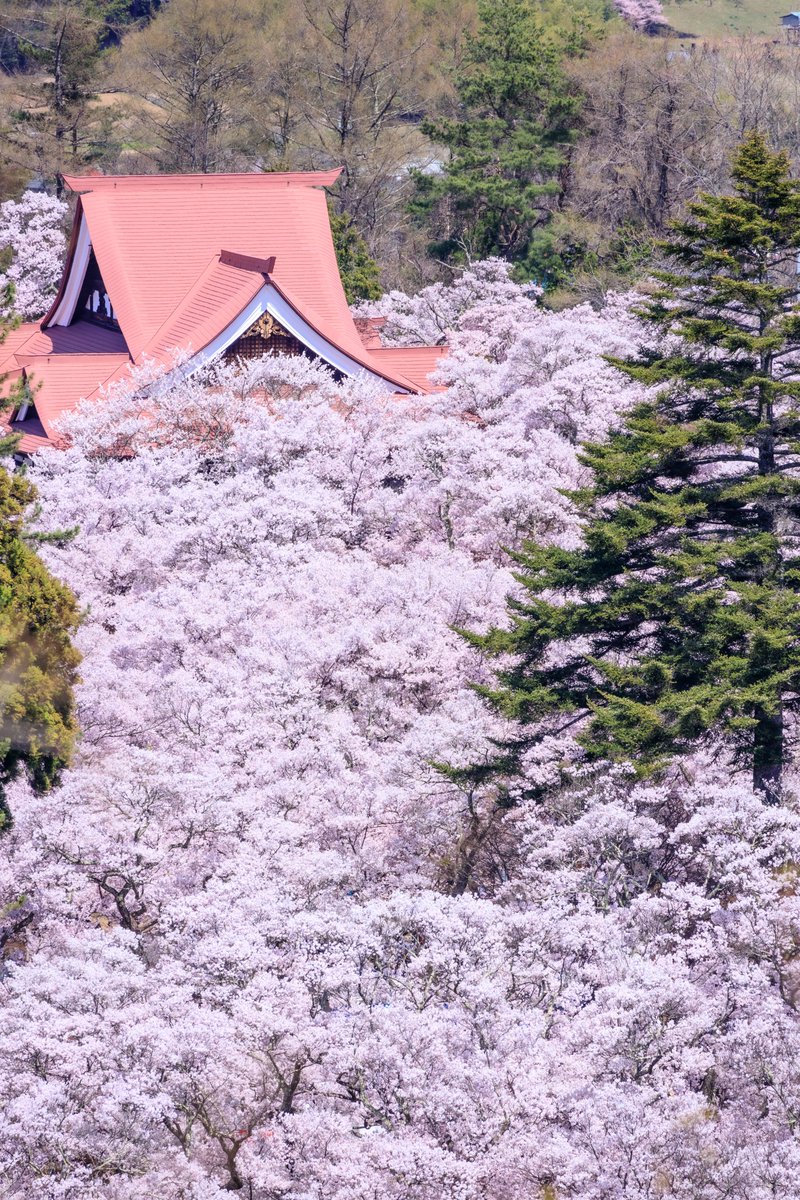 rimaphoto's tweet photo. 高遠の春には桜の海が広がります https://t.co/jLDSQR4l3a